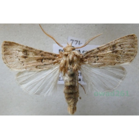 Agrotis bigramma (Esper, 1790) Czech77k